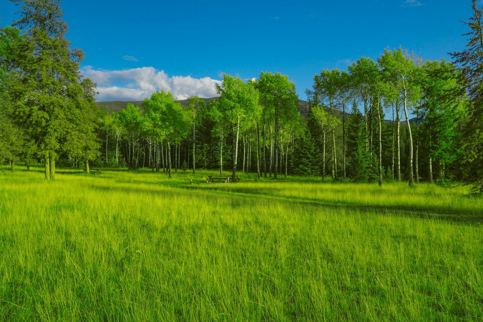 Lush green meadow with a tree line under a clear sky